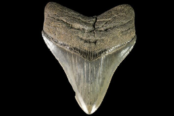 Serrated, Fossil Megalodon Tooth - Georgia #78202
